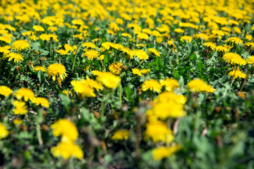 Background and texture of a field of yellow dandelion flowers. 