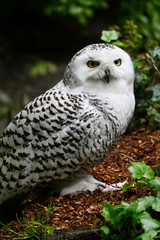 Female snowy owls on the ground and dead mouse on the ground. 