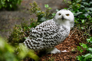 Female snowy owls on the ground and dead mouse on the ground. 