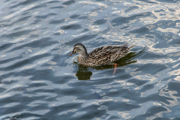A beautiful duck swim in the lake