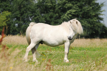 Obraz na płótnie Canvas white horse grazing on pasture