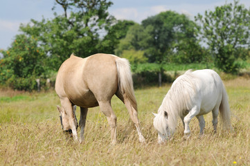Obraz na płótnie Canvas white pony and brown horse horse grazing on pasture