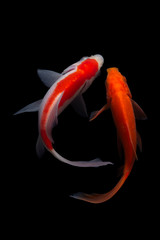 Koi fish Black background nature fish