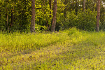 Pine forest in a May morning.