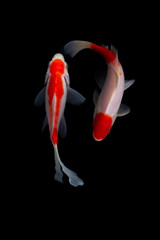 Fototapeta premium Koi fish Black background nature fish