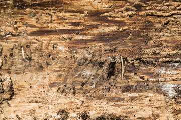 Aged wood surface texture