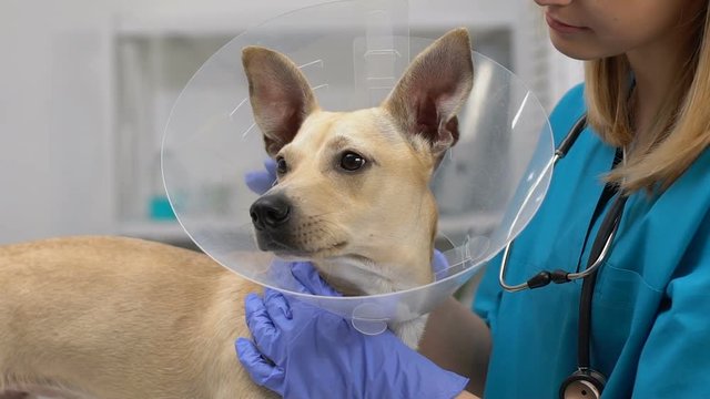 Female doctor stroking dog in pet collar, injured animal recovery, protection