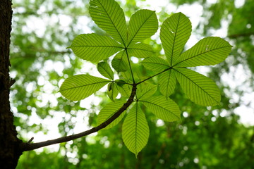 Fototapeta na wymiar トチノキのユニークで大きい葉