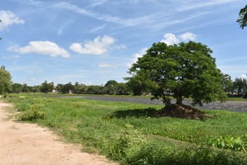 Single tree in countryside