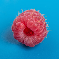 Fresh red raspberry on blue background juicy. Close Up.