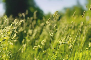 Grass on a summer morning.