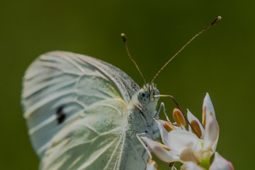Allphotokz Butterflies 20170827 7080 D810