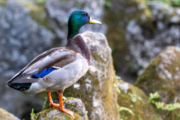 Mallard Duck