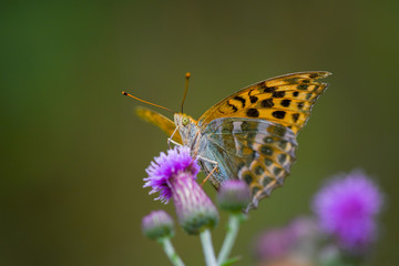 Allphotokz Butterflies 20180802 5971 D810