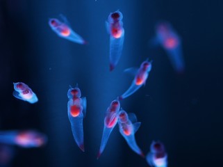 知床の妖精クリオネ