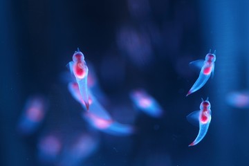 知床の妖精クリオネ