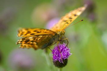 Allphotokz Butterflies 20180802 6042 D810