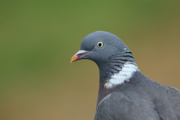 A pretty head shot of a Woodpidgeon, Columba palumbus. 