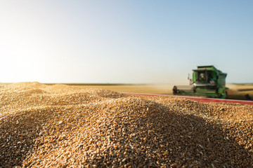 Harvester at work in summer sun