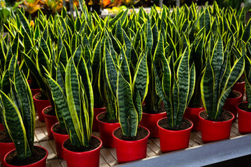 Sansevieria Laurenti  growing in red pots in sunny greenhouse