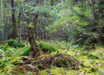 Abgebrochener Baumstumpf