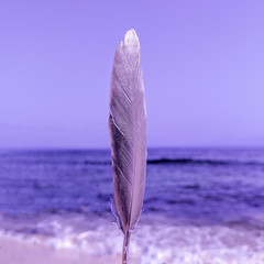Feather on the background of the ocean. Minimal