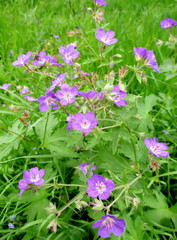 Détail d'un parterre de fleurs violettes de géranium sauvage (geranium sylvaticum) poussant dans une prairie verdoyante