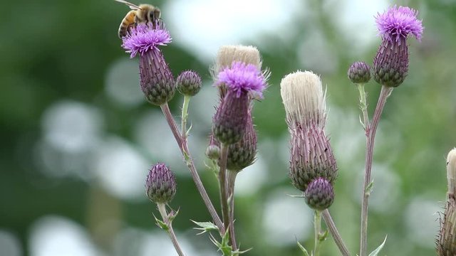 bee on purple  thistle in the nature