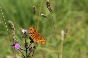 Beautiful butterfly drinks nectar from a flower