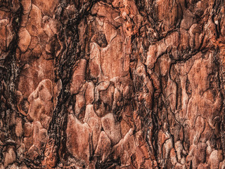 Tree bark texture