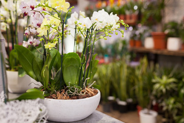 Fototapeta na wymiar White flowers phalaenopsis on the shelf in a flower shop