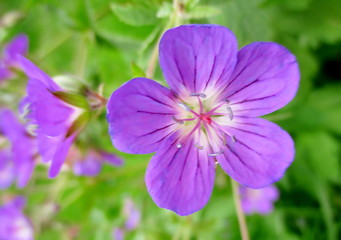 gros plan d'une fleur bleu-violet de géranium sauvage 