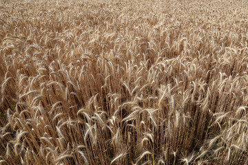 Backdrop of ripening ears of yellow wheat field