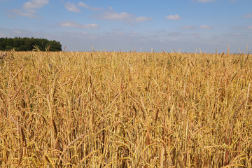 Backdrop of ripening ears of yellow wheat field