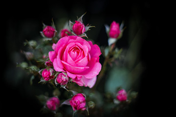 Pink rose on a dark background with smaller rose buds to encircle it.