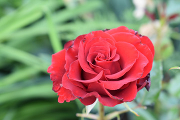 Red rose.