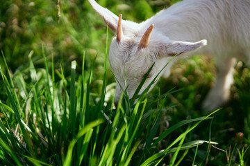 cat in the grass