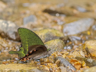 Close up Paris Peacock Butterfly or Papilio paris feeding salt on the ground with nature blurred background.