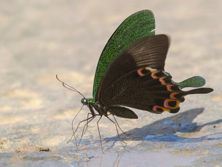 Fototapeta na wymiar Close up Paris Peacock Butterfly or Papilio paris feeding salt on the ground with nature blurred background.
