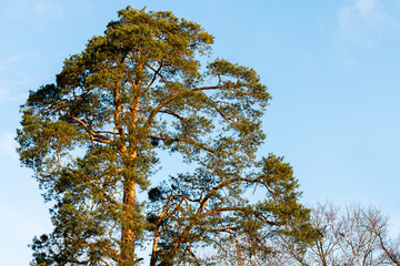 Pine needles on the sky.