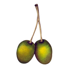 Green olive. Watercolor illustration. Isolated object on white background.