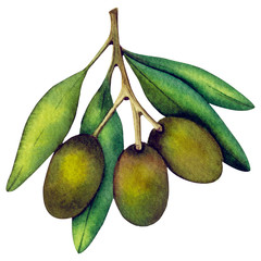 Olive branch with fruits and leaves. Watercolor illustration. Isolated object on white background.