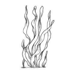 Underwater Organism Algae Seaweed Doodle Vector. Algae Organic Leaf Branch Exotic Spirulina Plant Ornamental Aquarium Decoration Concept. Designed In Retro Style Mockup Monochrome Illustration © PikePicture