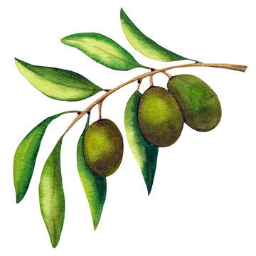Olive branch with fruits and leaves. Watercolor illustration. Isolated object on white background.