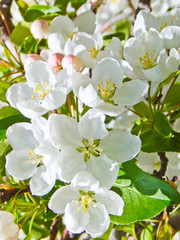 APPLE-BLOSSOM