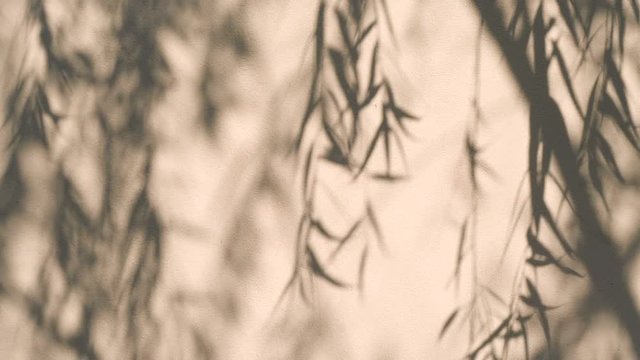 shadow of leaf branch , small leaf in wind on the wall background , 4k Dci resolution
