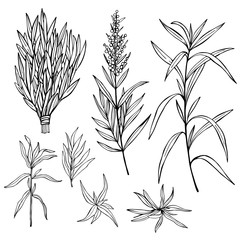 Hand drawn spicy herbs. Estragon. Vector sketch  illustration.