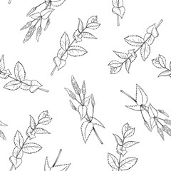 Hand drawn spicy herbs.Peppermint. Vector  seamless pattern.