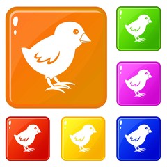 Chick icons set collection vector 6 color isolated on white background