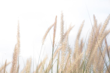 Fototapeta premium natural gold field white background